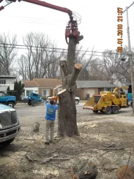 [Hearth.com] Goodbye yard tree, hello firewood. What a deal!