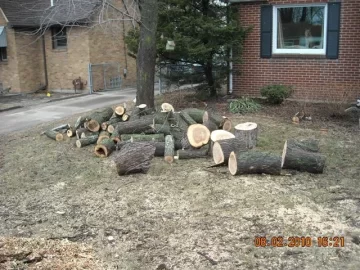 [Hearth.com] Goodbye yard tree, hello firewood. What a deal!