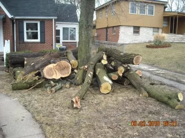 [Hearth.com] Goodbye yard tree, hello firewood. What a deal!