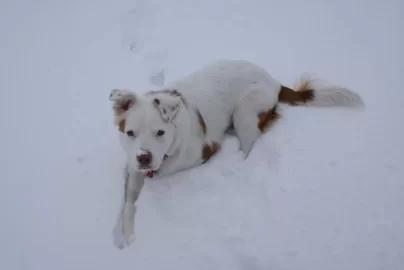 [Hearth.com] Post your dog pics!