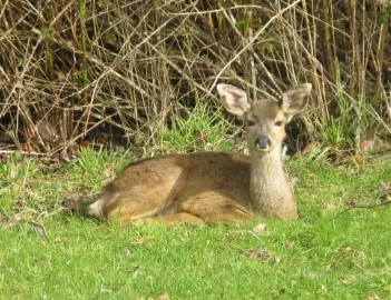 [Hearth.com] Finally, conclusive photographic evidence that fearless creatures inhabit the forest!