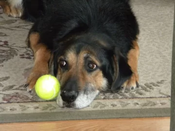 [Hearth.com] Had to Put my Dog to Sleep