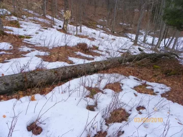 [Hearth.com] Tree I.D.