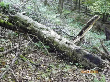 [Hearth.com] choosing downed / dead trees