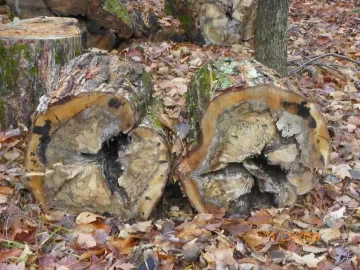 [Hearth.com] choosing downed / dead trees