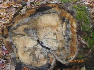 [Hearth.com] choosing downed / dead trees