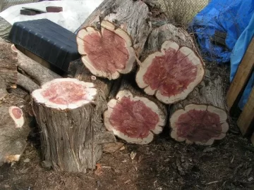 [Hearth.com] Eastern Red Cedar/Juniper- CL Score this morning!