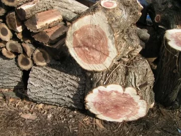 [Hearth.com] Eastern Red Cedar/Juniper- CL Score this morning!