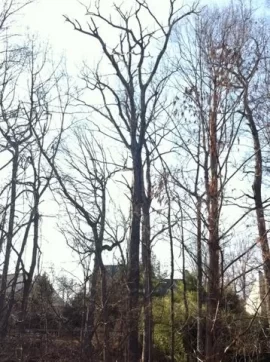 [Hearth.com] Standing Dead Tree ID