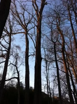 [Hearth.com] Standing Dead Tree ID