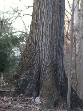 [Hearth.com] Standing Dead Tree ID