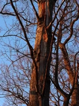 [Hearth.com] Standing Dead Tree ID