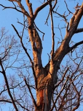 [Hearth.com] Standing Dead Tree ID
