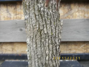 [Hearth.com] Wood I.D. Please
