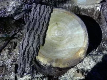 [Hearth.com] Wood ID please