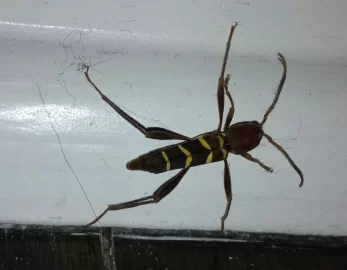 [Hearth.com] Red Headed Ash Borer Beetle
