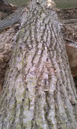 [Hearth.com] Another wood ID thread...