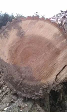 [Hearth.com] Another wood ID thread...