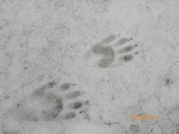 [Hearth.com] Skunk Tracks