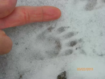 [Hearth.com] Skunk Tracks