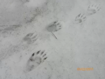 [Hearth.com] Skunk Tracks