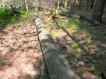 [Hearth.com] Cleaning Up the Woods/Update