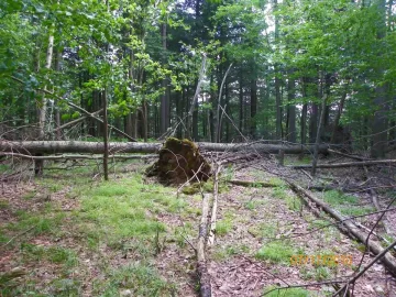 [Hearth.com] Cleaning Up the Woods/Update