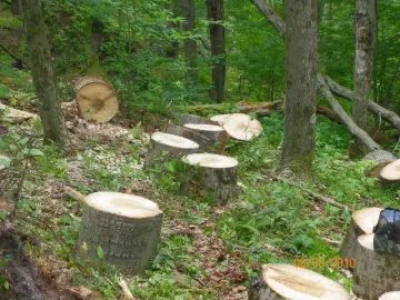 [Hearth.com] Cleaning Up the Woods/Update