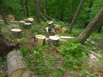 [Hearth.com] Cleaning Up the Woods/Update