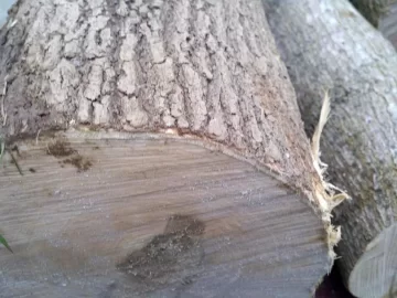 [Hearth.com] 2 different wood ID's please.