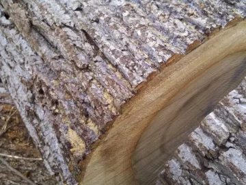 [Hearth.com] One Last wood ID