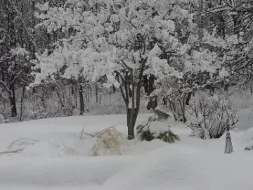 [Hearth.com] Welcome spring?????