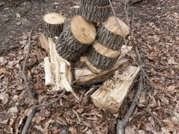 [Hearth.com] Gum Tree