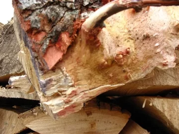 [Hearth.com] Been stacking and moving lots of wood over past 3 days and need wood ID please..
