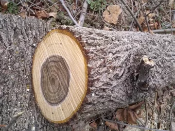 [Hearth.com] I'm confused on this wood, Id Please?
