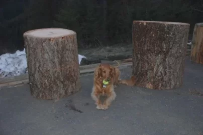 [Hearth.com] Solar wanted.... TIMBER!