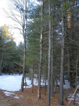 [Hearth.com] Rotting Pine/Update