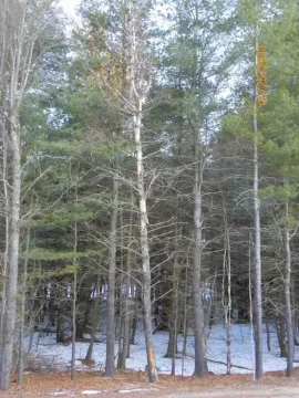 [Hearth.com] Rotting Pine/Update