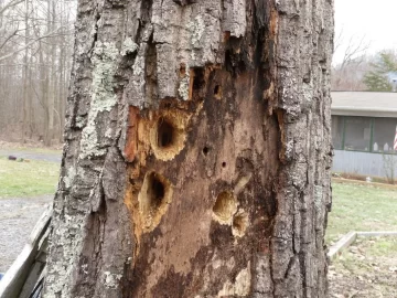 [Hearth.com] Found Firewood Close