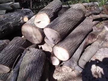 [Hearth.com] Is this Maple..and what kind?