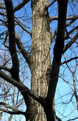 [Hearth.com] Tree I.D.