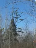 [Hearth.com] Monster trees