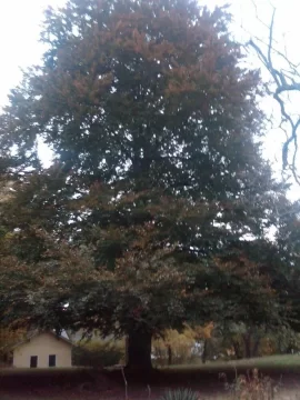 [Hearth.com] Monster trees