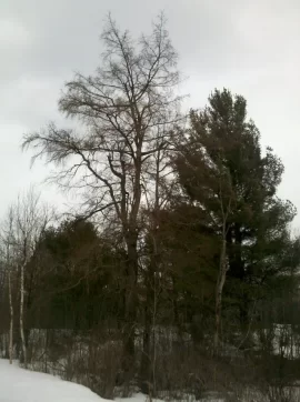 [Hearth.com] Monster trees