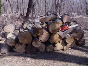 [Hearth.com] Wood Score, neighbor hacks down massive RedMaples