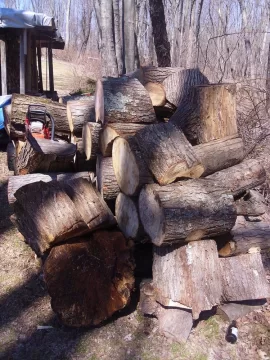 [Hearth.com] Wood Score, neighbor hacks down massive RedMaples