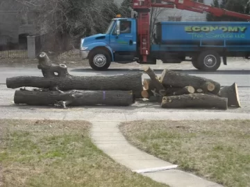 [Hearth.com] Tree Service is back in town. Nice Score!