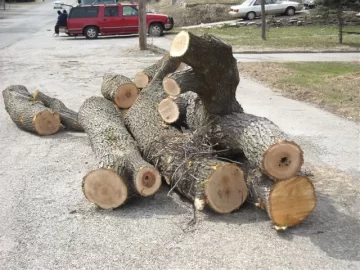 [Hearth.com] Tree Service is back in town. Nice Score!