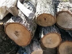 Seasoning wood on pallets