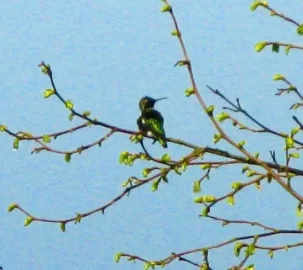 [Hearth.com] More signs of spring